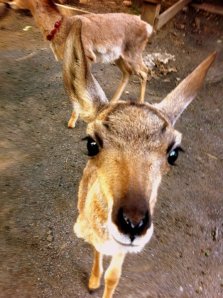 Hand rearing pronghorn antelope fawns